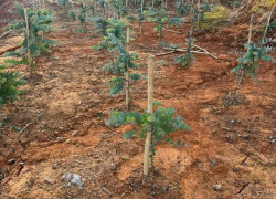 Bán đất tại xã Đạ Sar, Lạc Dương, Lâm Đồng, 400 triệu/1000m2 đẹp, nhiều tiện ích