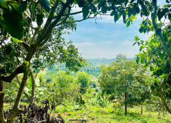 CHÍNH CHỦ BÁN ĐẤT - THÔN 3 HÒA NAM, DI LINH, LÂM ĐỒNG