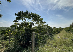 Bán Đất Lộc Nga - Bảo Lộc - Lâm Đồng