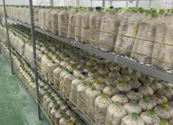 BÁN ĐẤ-  TẶNG XƯỞNG NẤM - PIN NĂNG LƯỢNG MẶT TRỜI MẶT TIỀN KINH DOANH - TẠI CỦ CHI - NGANG 18M - 2300M2 - GIÁ 12 TỶ TL