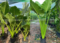 Cung cấp cây xanh sân vườn nhiệt đới cho quán cafe