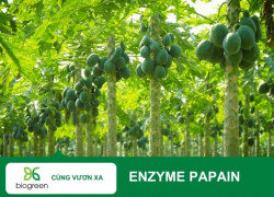 ENZYME PAPAIN – GIẢI PHÁP ĐỘT PHÁ TỪ NHỰA ĐU ĐỦ XANH