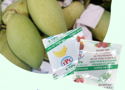 Giải pháp bảo quản xoài xuất khẩu an toàn lâu chín