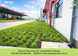 Trồng Cỏ Nhung Nhật Tại TP.HCM & Đồng Nai