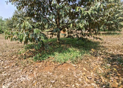 BÁN VƯỜN SẦU RIÊNG ĐẤT ĐỒNG NAI 240.TIẺU