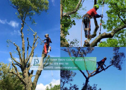 Cưa Hạ – Cắt Tỉa Cây Xanh KCN Long Khánh, Đồng Nai