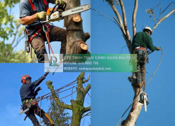 Đợi duyệt Cưa cây đốn hạ cây xanh Đồng Nai