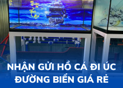 Nhận gửi hồ cá đi Úc đường biển siêu tiết kiệm