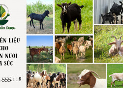 Chuyên cung cấp phân phối cao dược liệu và chiết xuất thảo dược