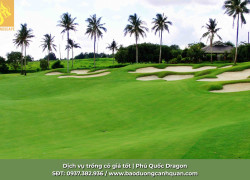 Trồng Cỏ Uy Tín Tại KCN AMATA, Long Thành, Nhơn Trạch Đồng Nai & TP.HCM