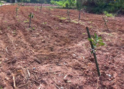 Bán Đất Vườn 9664m2 Sân Bay Long Thành Xã Xuân Đường, Huyện Cẩm Mỹ, Đồng Nai