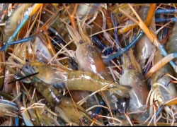 ⭐️Cung cấp tôm càng xanh giống toàn đực chất lượng cao, ship toàn quốc