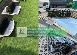 Cung cấp cỏ nhung Nhật - Cỏ lá gừng KCN Đồng Nai