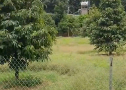 BÁN VƯỜN MÍT TẠI ĐỒNG NAI MỚI DT 5.891M2 SHR CHỈ 50TR/1000M2. LH:0869560747