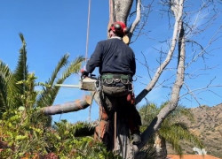 Cưa cây cắt cỏ kcn Phú Mỹ, kcn Mỹ Xuân Bà Rịa Vũng Tàu