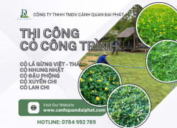 Trồng cỏ lá gừng Cỏ nhung Nhật Long Thành Đồng Nai