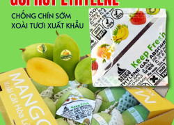 Cách sử dụng gói hút khí Ethylene Secco 5g hiệu quả cho Xoài