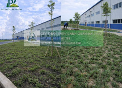 DỊCH VỤ TRỒNG CỎ CHO DOANH NGHIỆP NHÀ XƯỞNG MỚI KCN BÀU CẠN ĐỒNG NAI