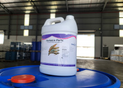 HERBALIV FORTE Bổ gan thảo dược Ấn Độ – Tăng sức đề kháng – Hạn chế bệnh