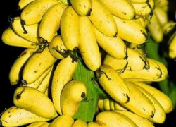 Etipo hỗ trợ làm chậm quá trình chín của chuối khi vận chuyển