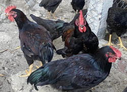 Gà ngon giao tận nơi, đặt là có