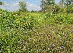 BÁN 3475M2 ĐẤT SẴN 845M2 THỔ - TẠI CHÂU THÀNH. LONG AN CŨ. LH:0773012099.