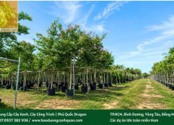 Công Ty Cung Cấp Cây Xanh Đồng Nai Uy Tín