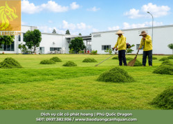 Dịch Vụ Cắt Cỏ Đồng Nai Giá Rẻ