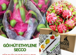 Gói hút khí ethylene Secco – Bí quyết bảo quản thanh long tươi, giữ tai xanh