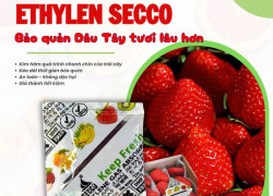 Gói hút ethylene Secco – Bí quyết bảo quản dâu tây chống chín sớm