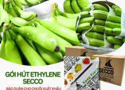 Bảo quản chuối đi xa bằng gói hút ethylene – Giải pháp chống chín sớm tối ưu