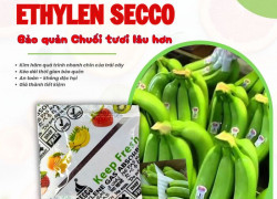 Ứng dụng gói hút ethylene Secco giúp chống chín sớm chuối tươi xuất khẩu