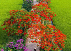 Cần bán lô đấu giá sơn nam - phường nam sơn - bắc ninh