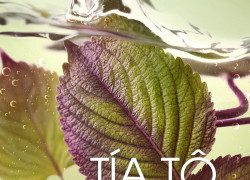 G.Organic - Khi bữa ăn là vị thuốc lành cho cơ thể đang cần phục hồi