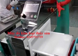 Máy dò kim loại cho ngành thủy sản | Giải pháp kiểm soát dị vật trong tôm cá