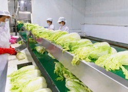 Tuyển NV sơ chế, đóng gói kim chi làm ở Tứ Minh, Hải Dương