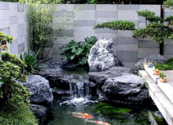 PHÚ QUỐC DRAGON CHUYÊN CUNG CẤP DỊCH VỤ CÂY CẢNH KHU VỰC MIỀN NAM