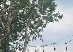 CHÍNH CHỦ BÁN ĐẤT BIỆT THỰ VƯỜN 400M² GREENERGY HOUSE ĐẤT ĐỎ - 3.5 TỶ