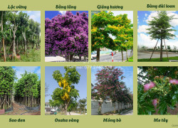Cung cấp cây nội thất ở HCM, Đồng Nai