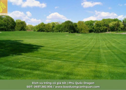 GIẢI PHÁP CỎ SÂN GOLF CHUYÊN NGHIỆP – NÂNG TẦM ĐẲNG CẤP SÂN GOLF