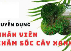 Tuyển NV chăm sóc cây cảnh làm ở Q12 & Bình Dương