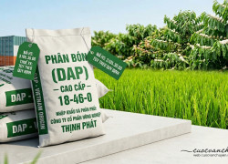 Thủ Tục Xuất Khẩu Phân bón DAP (Diammonium Phosphate)