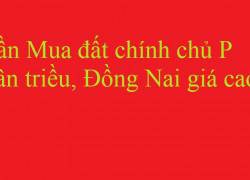 Cần Mua đất chính chủ P Tân triều, Đồng Nai giá cao