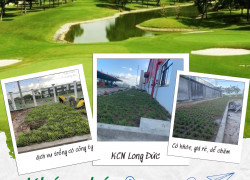 🌱 Phú Quốc Dragon lựa chọn hàng đầu trồng cỏ cho nhà bạn thêm xinh