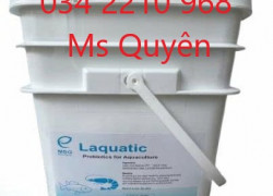 Mua bán men tiêu hóa dòng Lactobacillus hàng Mỹ cho tôm, cá