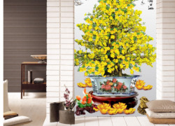 Tranh gạch 3d hoa mai - BXC33