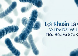 Lợi Khuẩn Là Gì? Vai Trò Đối Với Hệ Tiêu Hóa Và Sức Khỏe