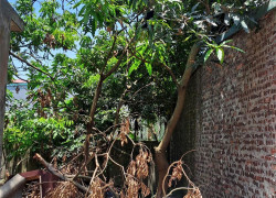 Bán đất Đại Áng 30m², ô tô vào đất giá chỉ 3,5 tỷ có thương lượng