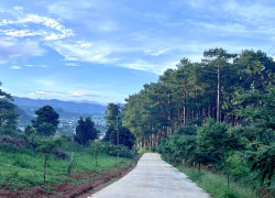 Cần Bán Đất 1.000m² Sát Rừng Thông, Không Gian Nghỉ Dưỡng Hiếm Có Gần Đà Lạt