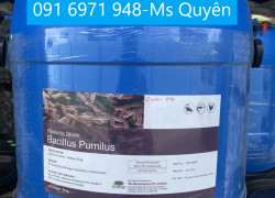 Mua bán men vi sinh Bacillus Pumilus hàng Ấn Độ